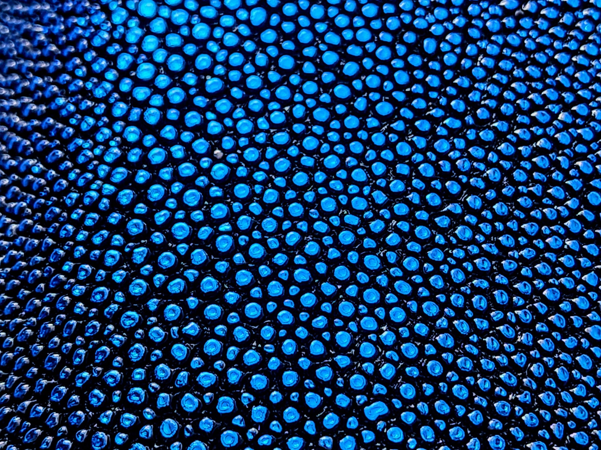  Capture the beauty of metallic stingray leather with this detailed shot in a vibrant blue shade.