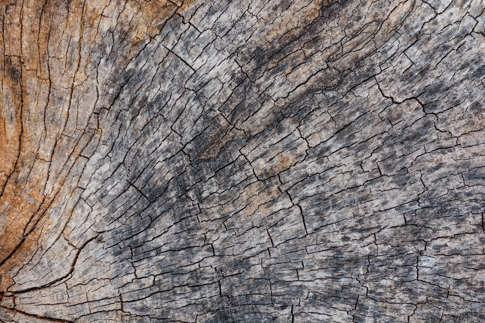 Rustic Engravings natural wood texture, perfect for unique Wedding Guest Books or Baby Books.